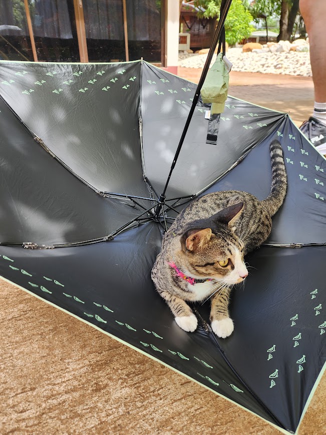 躺在倒放雨傘上的貓